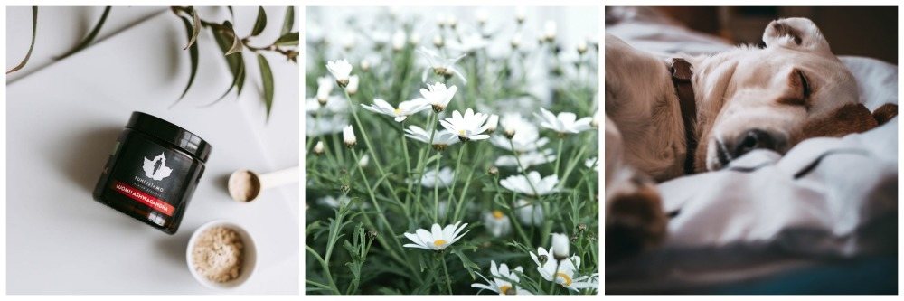 Tehokkaiden kauneusunien salaisuus