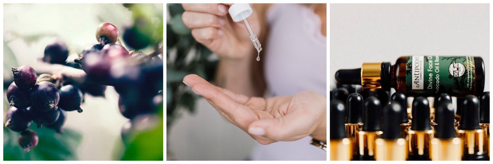 Kenelle kasvoöljyt sopivat?