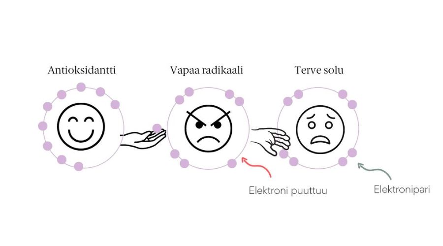 Vapaat radikaalit ja ihon ennenaikainen vanheneminen
